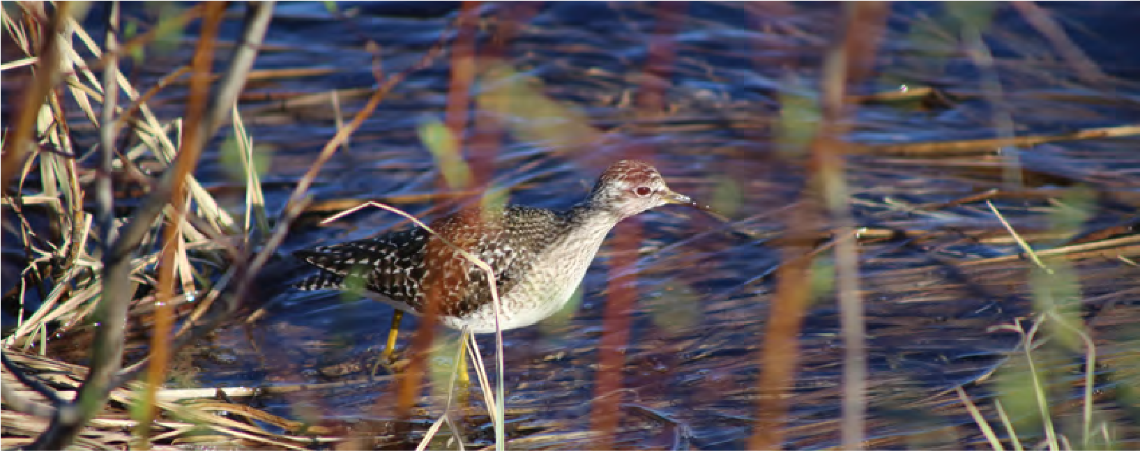 Характеристика корпоративной