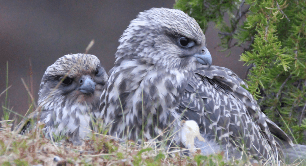 Биоразнообразие